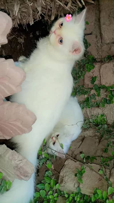urgent sale