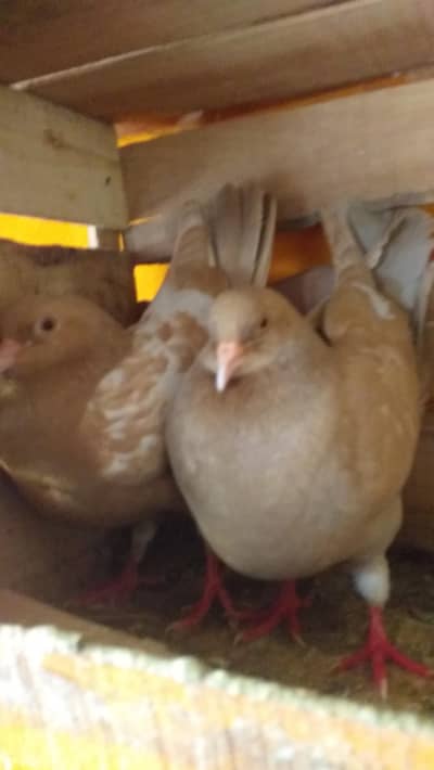 modena king heavy breeding pair