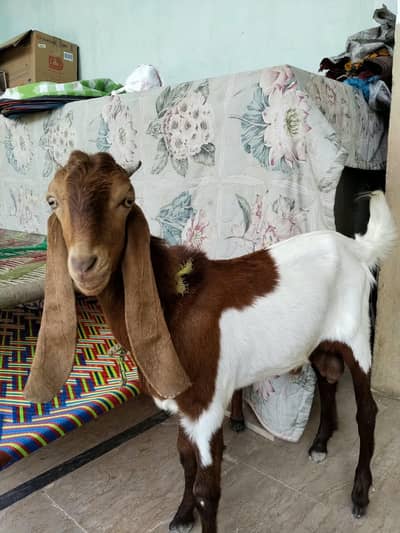 male gote