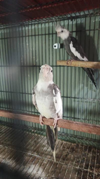 ino pied split red eyes breeder pair