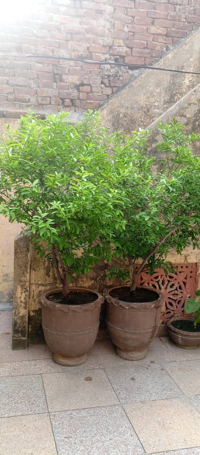 02 Nos Lemon Planted in Big Pots