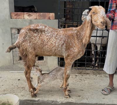 Pure Makhi Cheeni/Bakri /Goat/ Male kid/Doodh wali/8 Daant