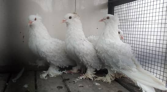 Imported frillback top quality Breeder with egss