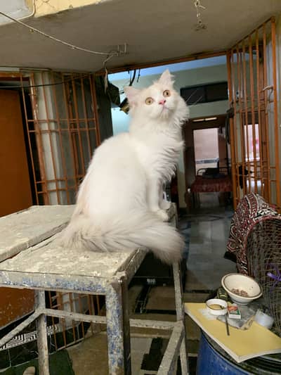Calico Ragdoll Female