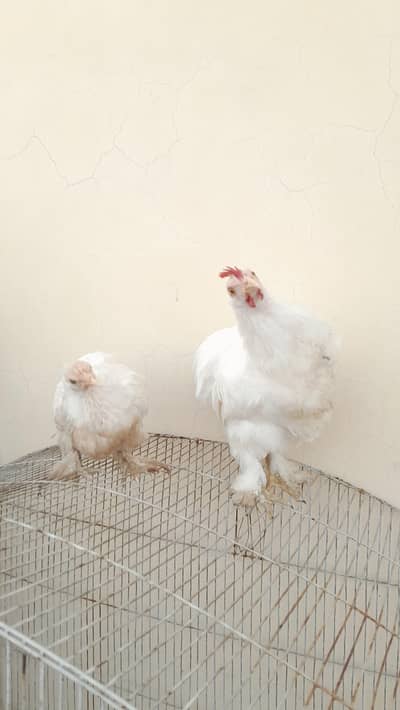 white bantam pair available