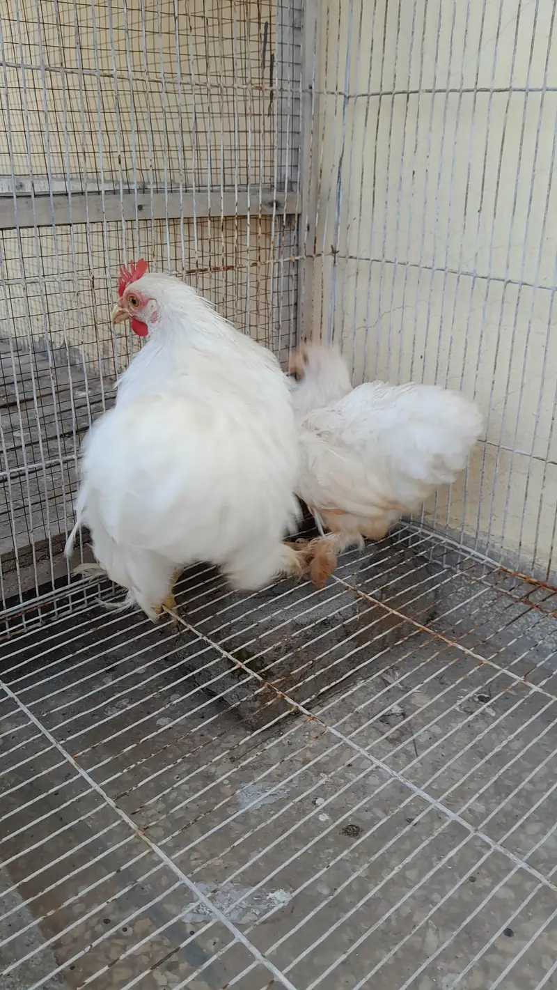white bantam pair available — photo 2