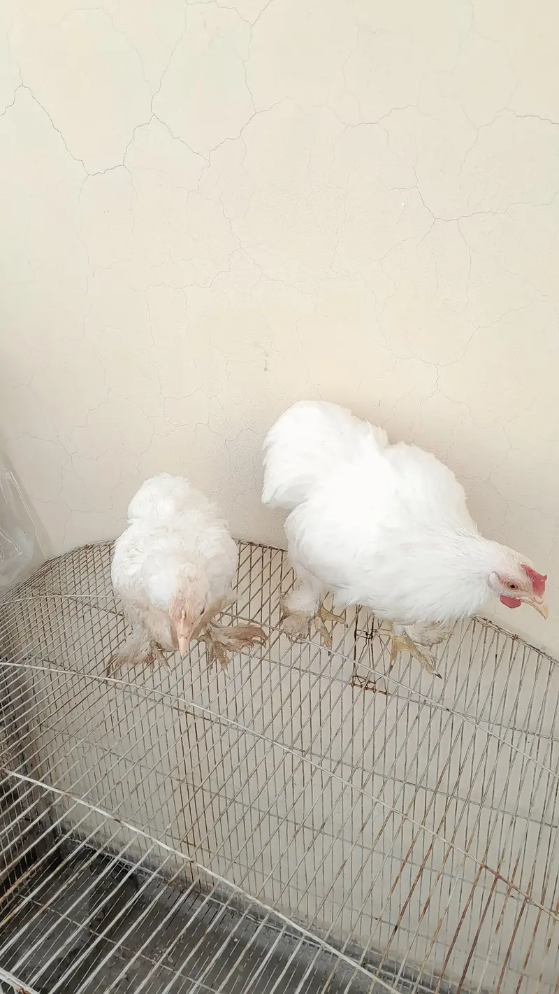 white bantam pair available — photo 3