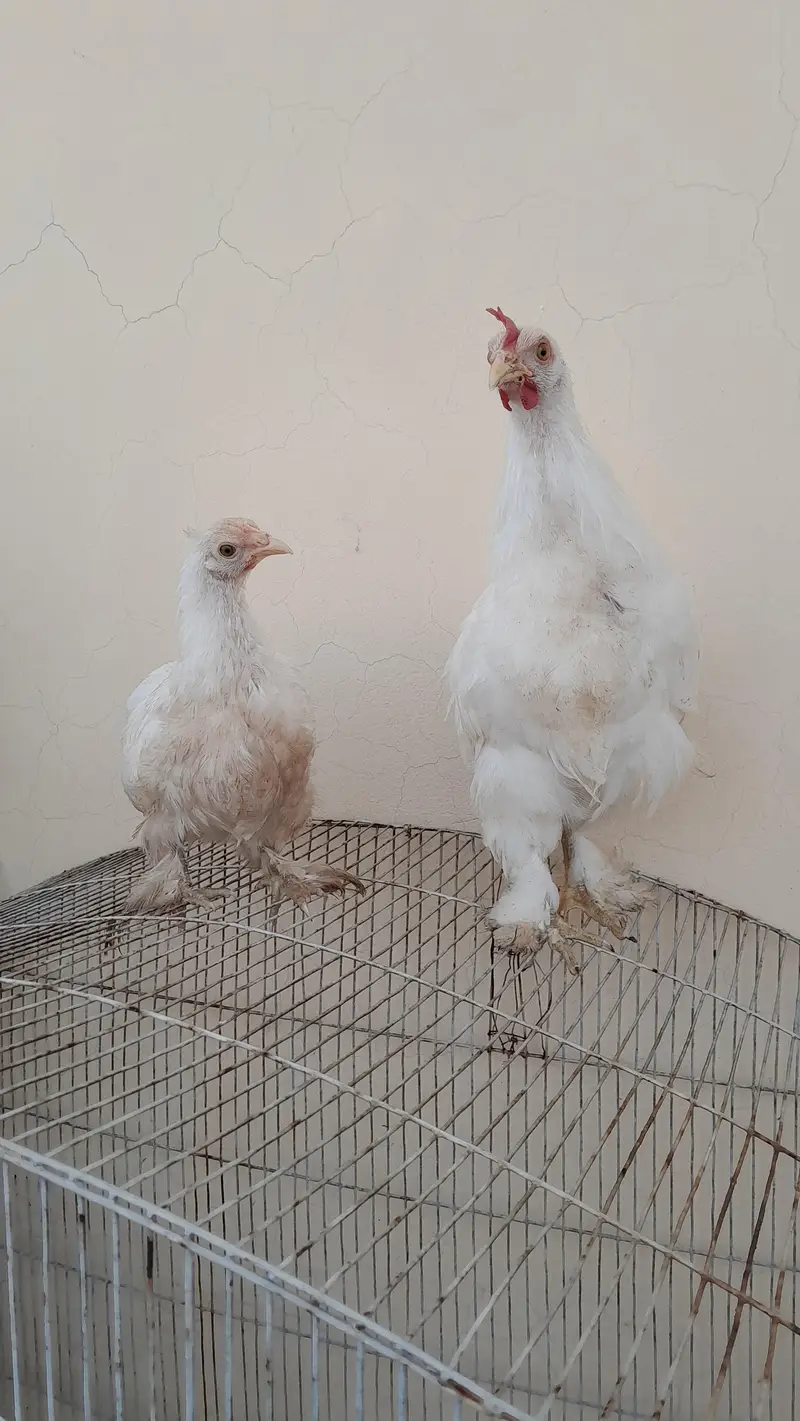 white bantam pair available — photo 4