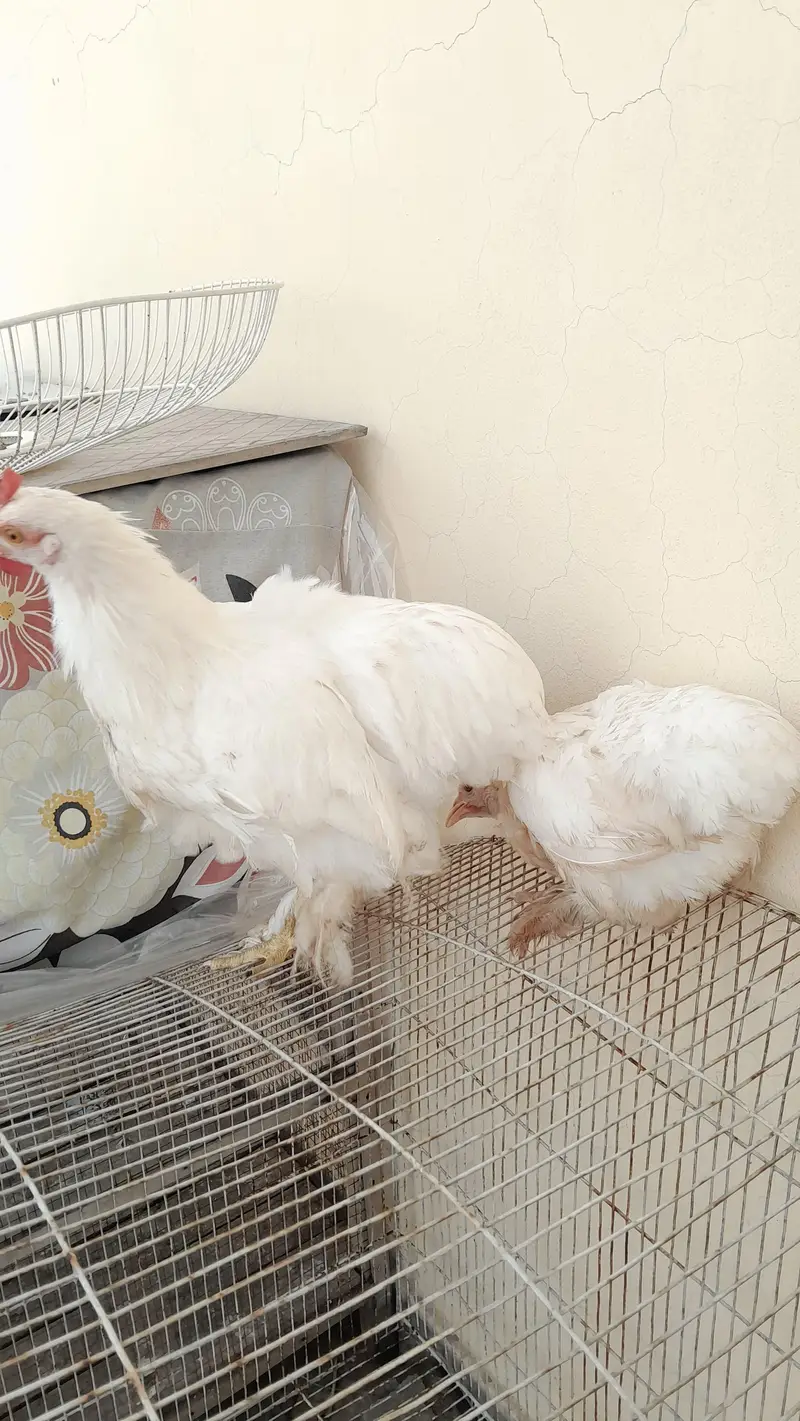 white bantam pair available — photo 5