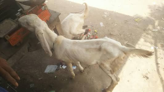 Rajan Puri White Ghulabi Bakra without Horn's