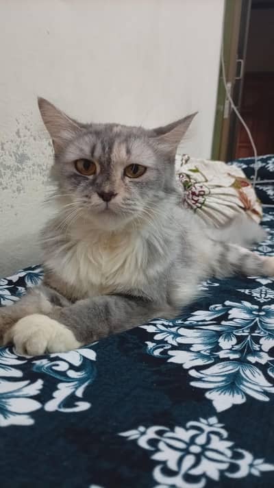 grey Persian for sale