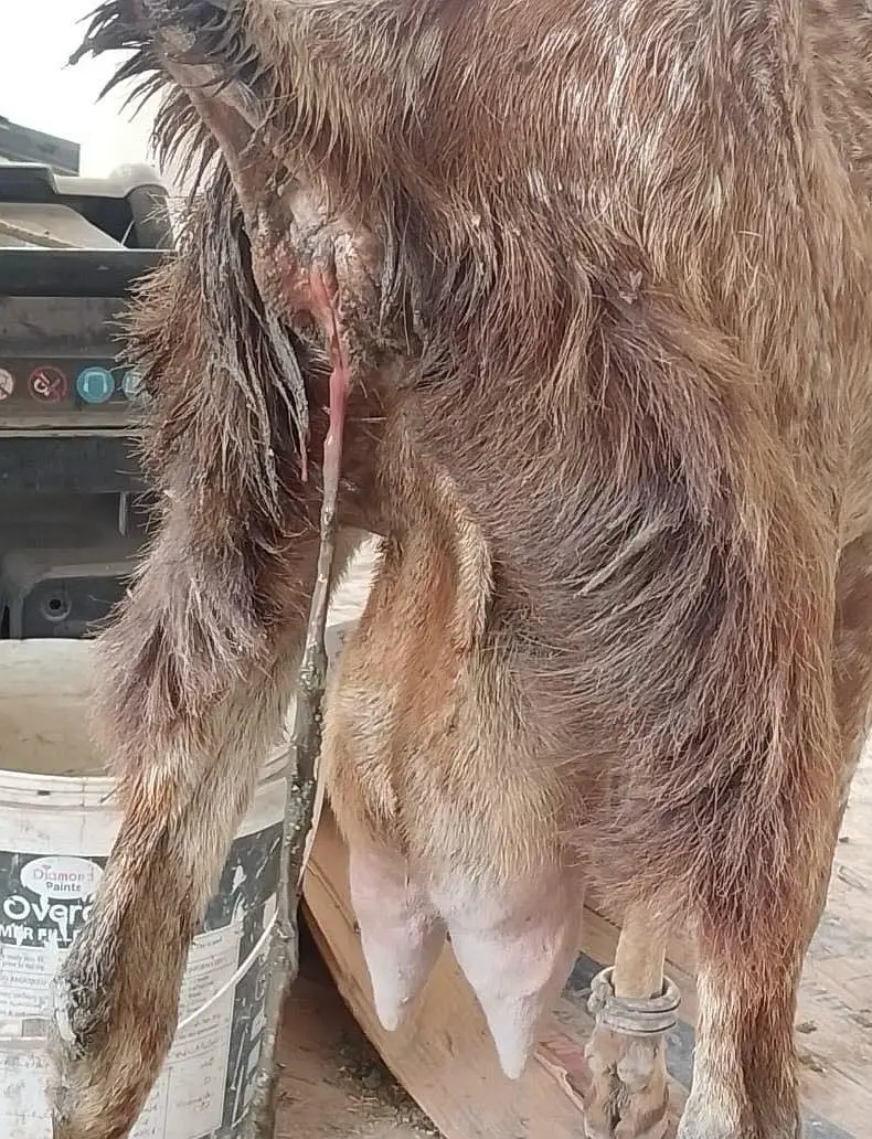 Pure Makhi Cheeni/Bakri /Goat/ Male kid/Doodh wali/8 Daant — photo 3