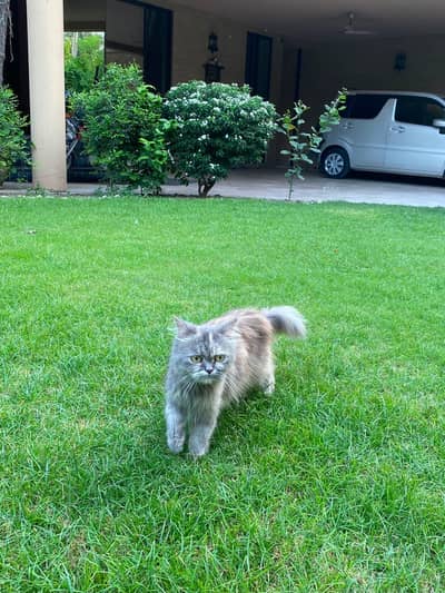 grey persian cat