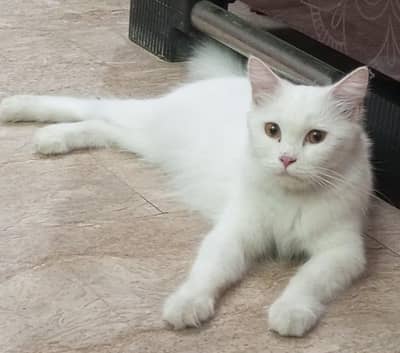 Persian male & female cat, litter trained