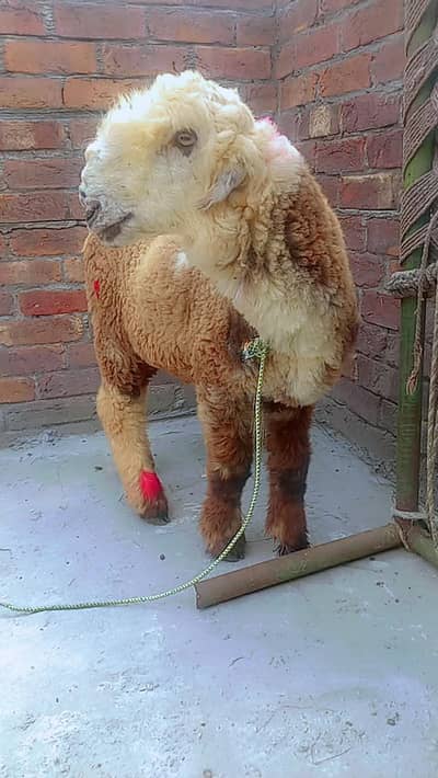 Mondra چترا Goat 3۔5 Months Age For Sale