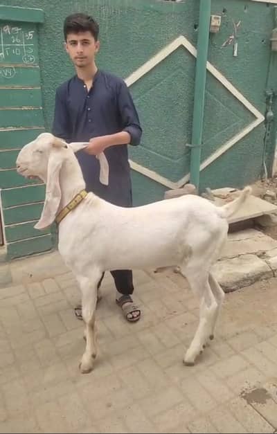 Gulabi Kheera Andu Bacha