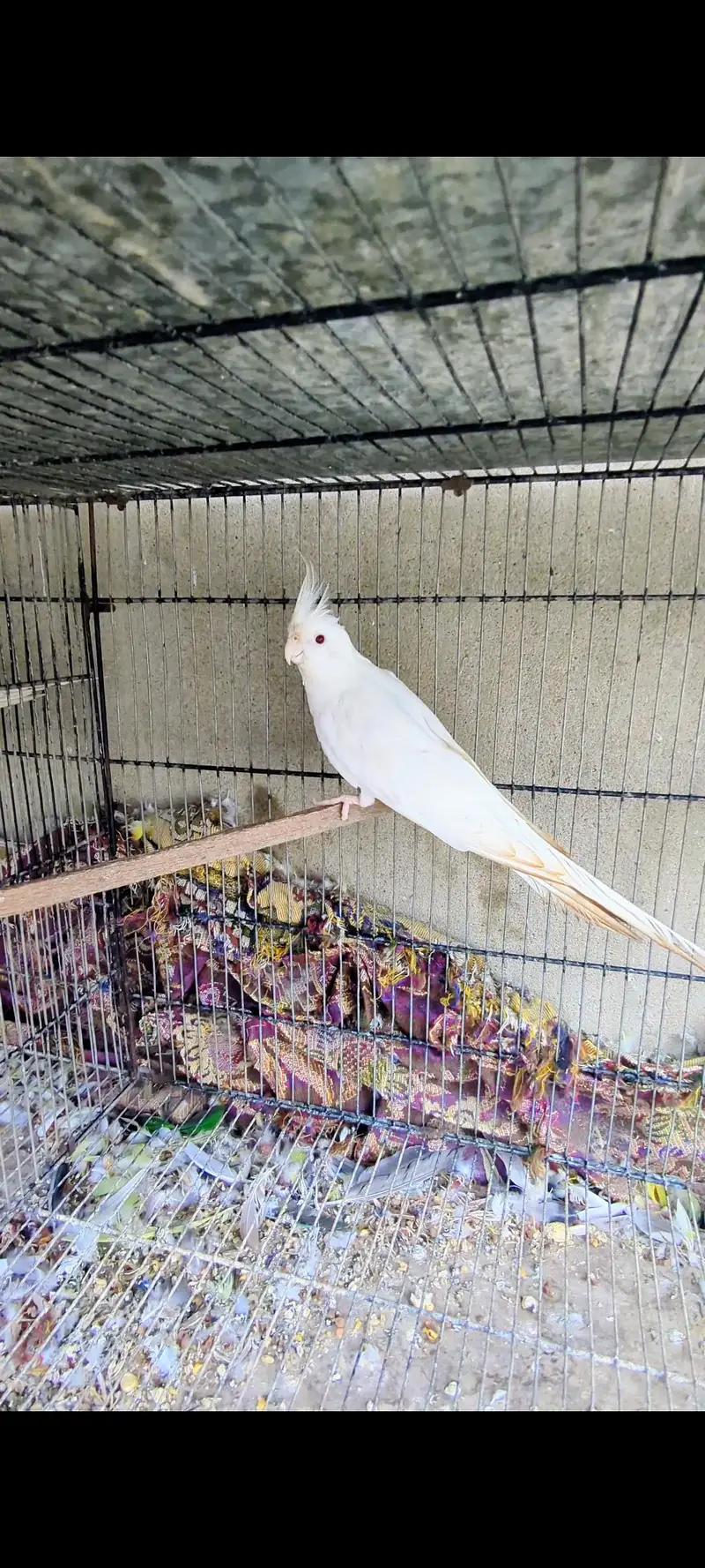 Eno red eyes cocktail male — photo 6