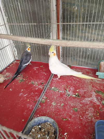 full set up for sell cockatiel healthy and Friendly pair wit 8 pr cage