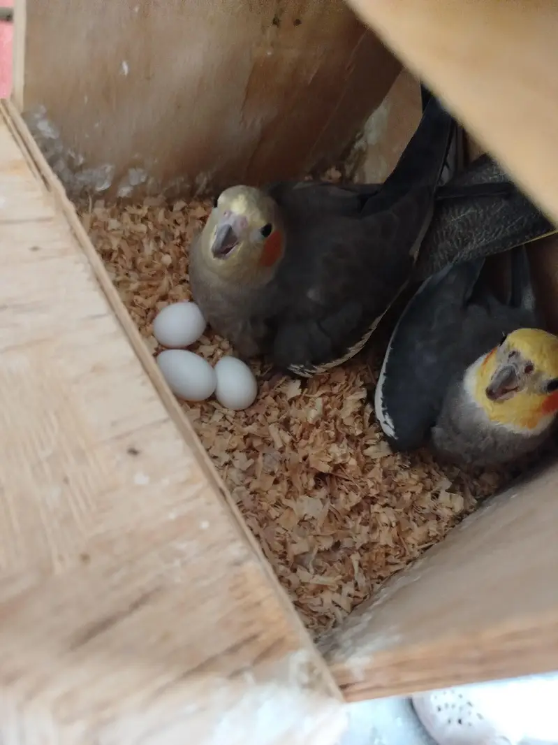 cage + cockatiel healthy and budgies pairs — photo 2