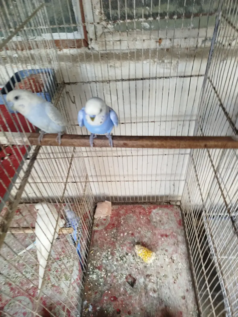 cage + cockatiel healthy and budgies pairs — photo 3