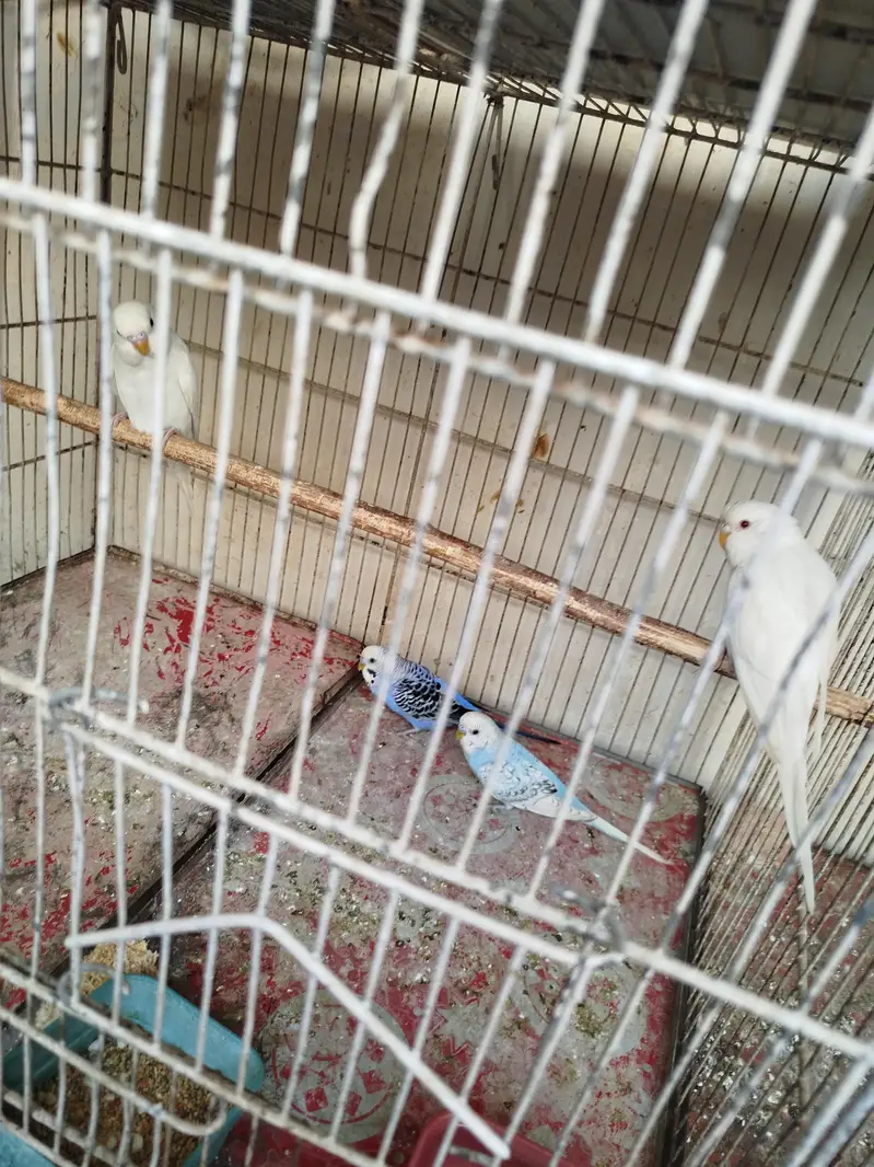 cage + cockatiel healthy and budgies pairs — photo 4