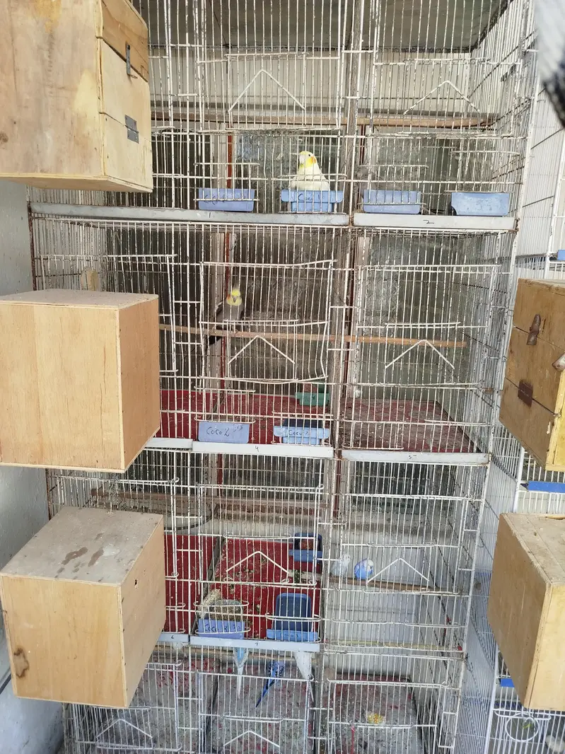 cage + cockatiel healthy and budgies pairs — photo 5