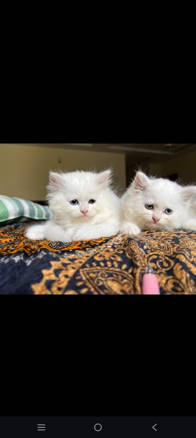 Persian kittens available for sale