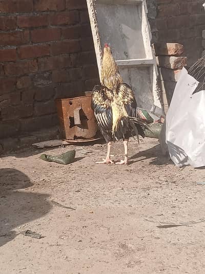 aseel breeder