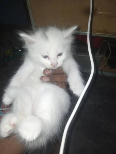 White Persian Kitten