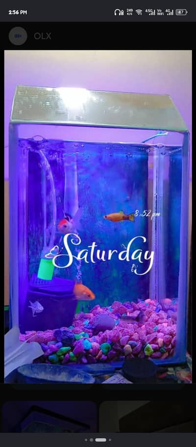 aquarium for sale with need dalvi light's and full sat