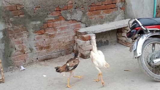 japanese shamo pair jaska party dor rahu jisne Lene wali bat kro