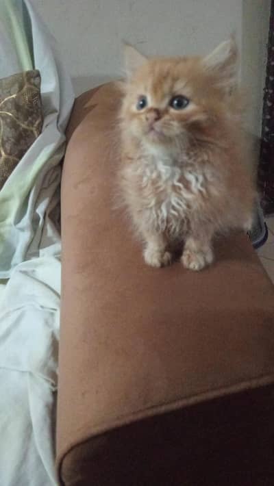 Ginger colour female Gray eyes
