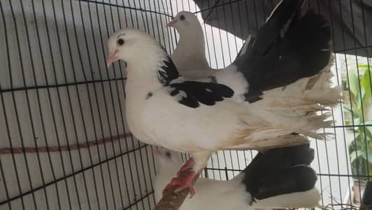 Beautiful Lucky Pigeon Pair with one Grownup pigeon