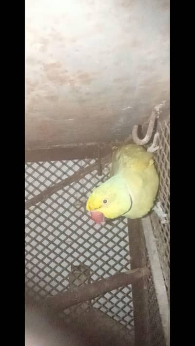 Birds for Sale – Karachi