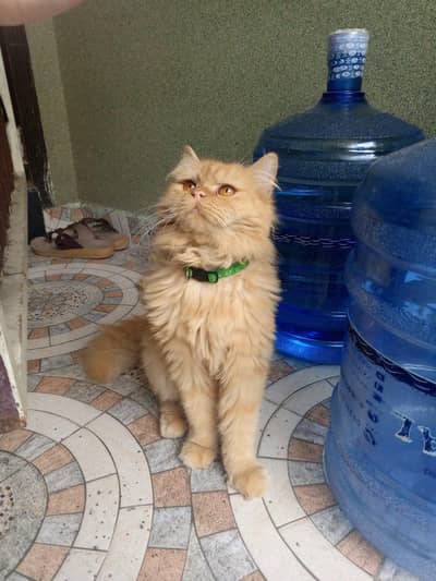 persian cats vaccinated trained