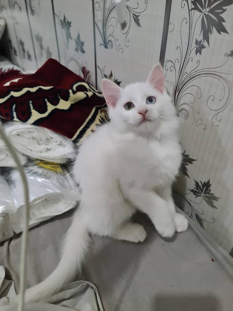 cute kittens 0