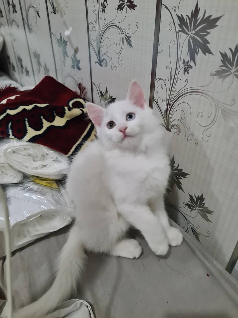 cute kittens 1