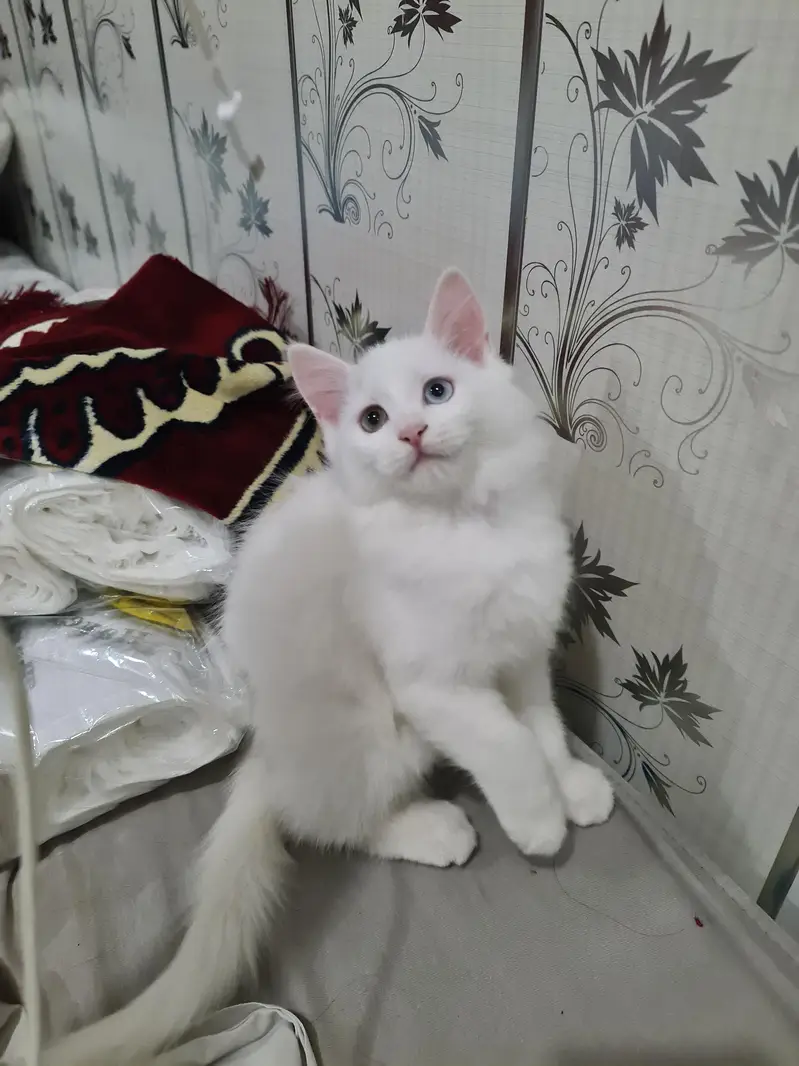 cute kittens — photo 2