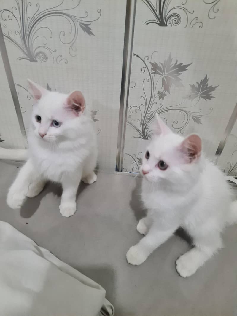 cute kittens 2