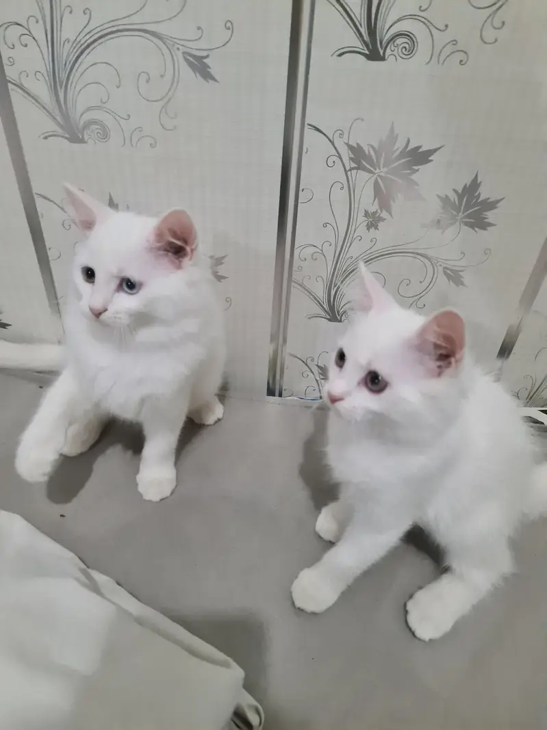 cute kittens — photo 3