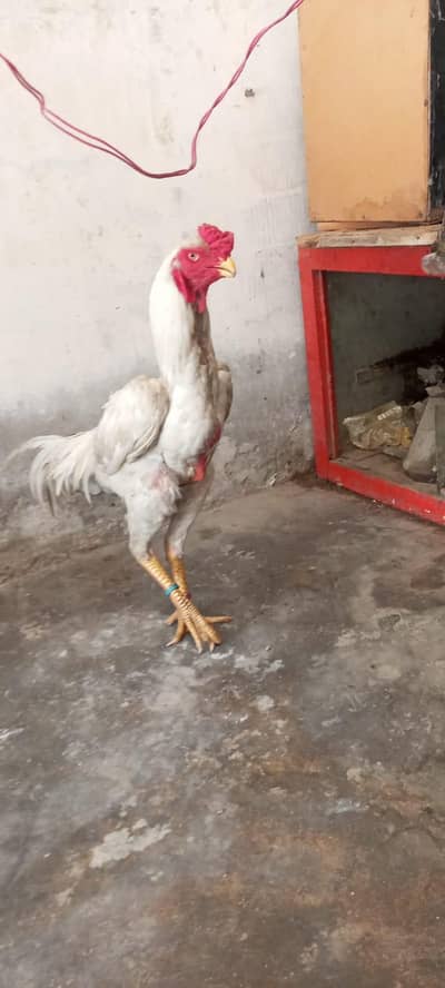 Whight oh shamo pair Pathy pathyan avelabel reasonable price
