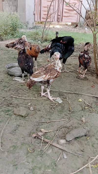 aseel chicks health