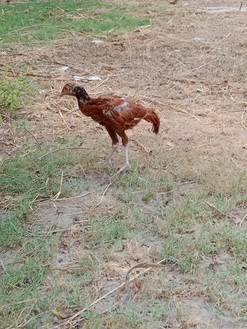 aseel chicks health — photo 2