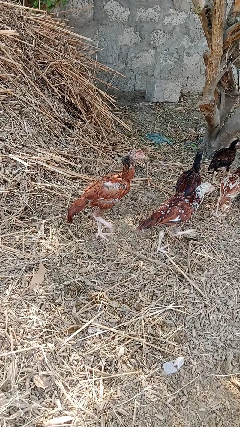 aseel chicks health — photo 3