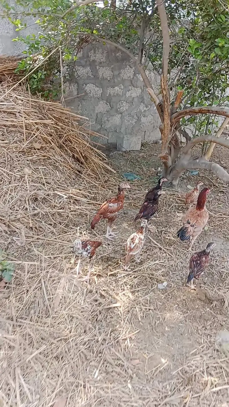 aseel chicks health — photo 4