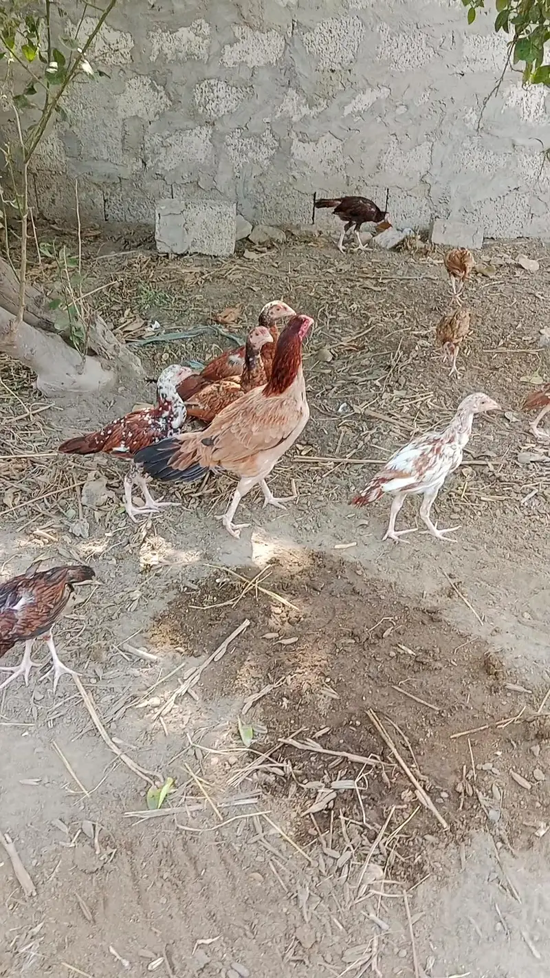 aseel chicks health — photo 5