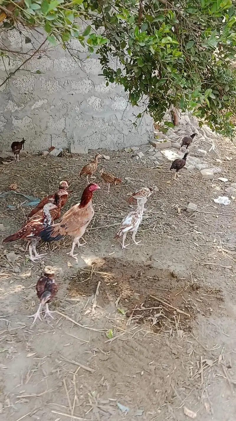 aseel chicks health — photo 6