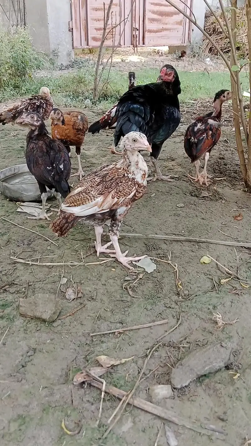 aseel chicks health — photo 7