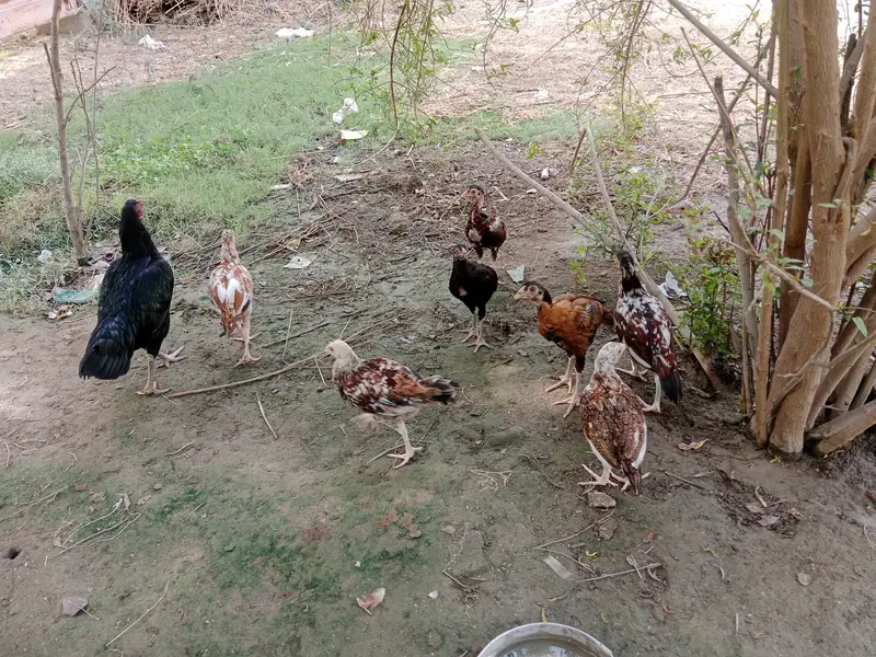 aseel chicks health — photo 8