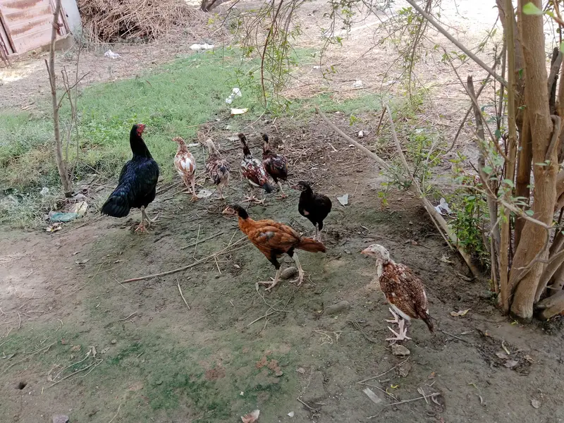 aseel chicks health — photo 9